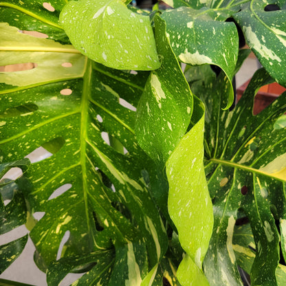 Monstera 'Thai Constellation'
