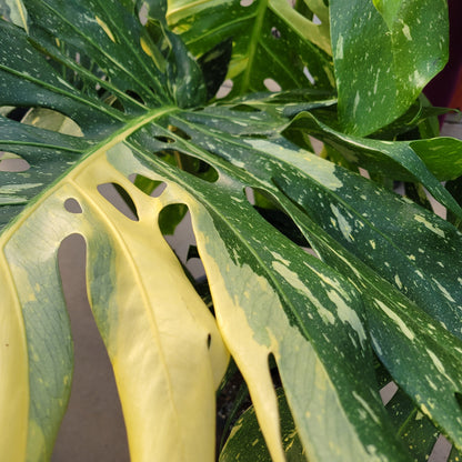 Monstera 'Thai Constellation'