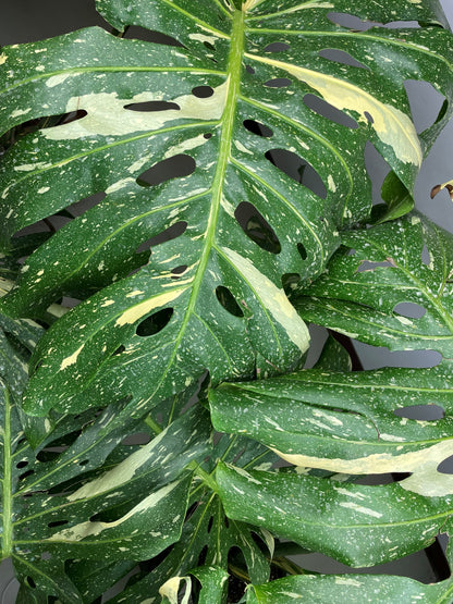 Monstera 'Thai Constellation'