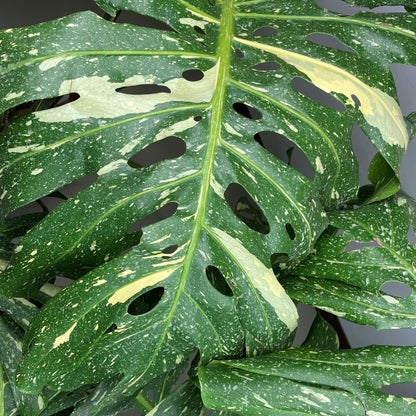 Monstera 'Thai Constellation'