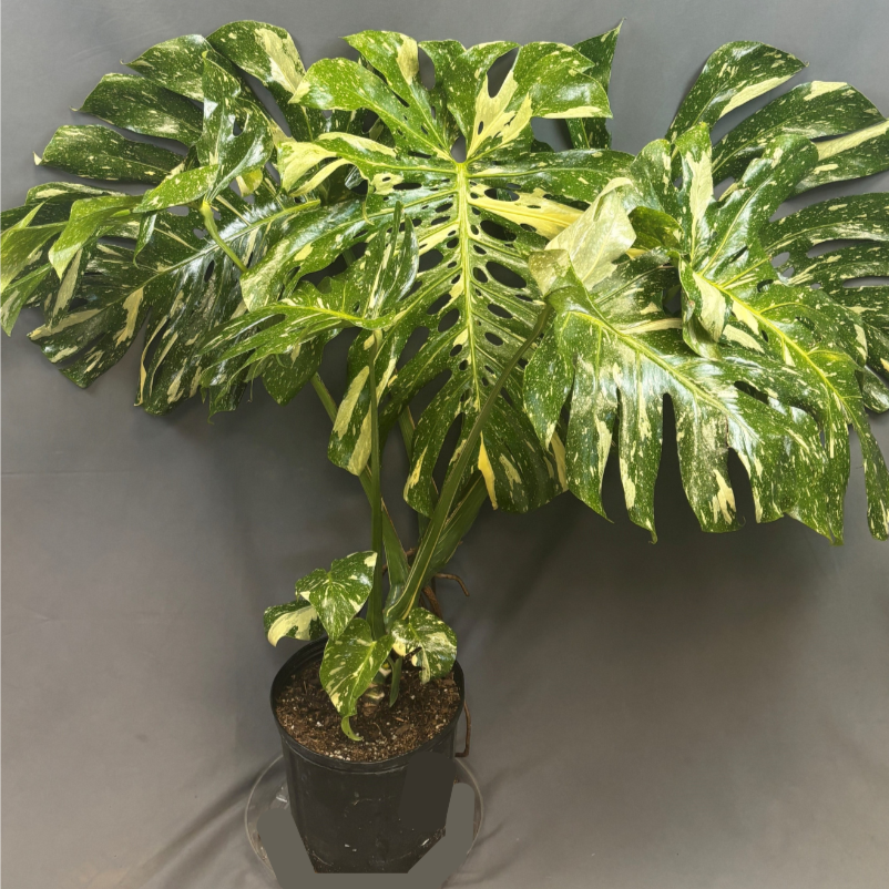 Monstera 'Thai Constellation'