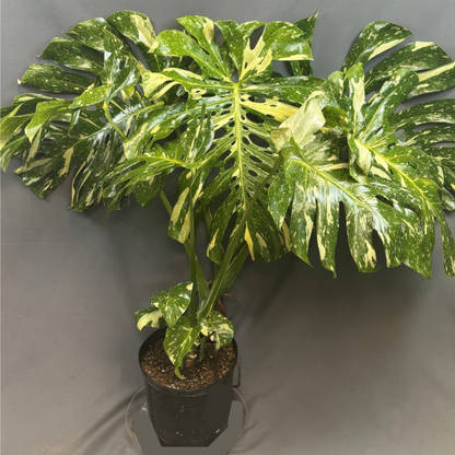 Monstera 'Thai Constellation'