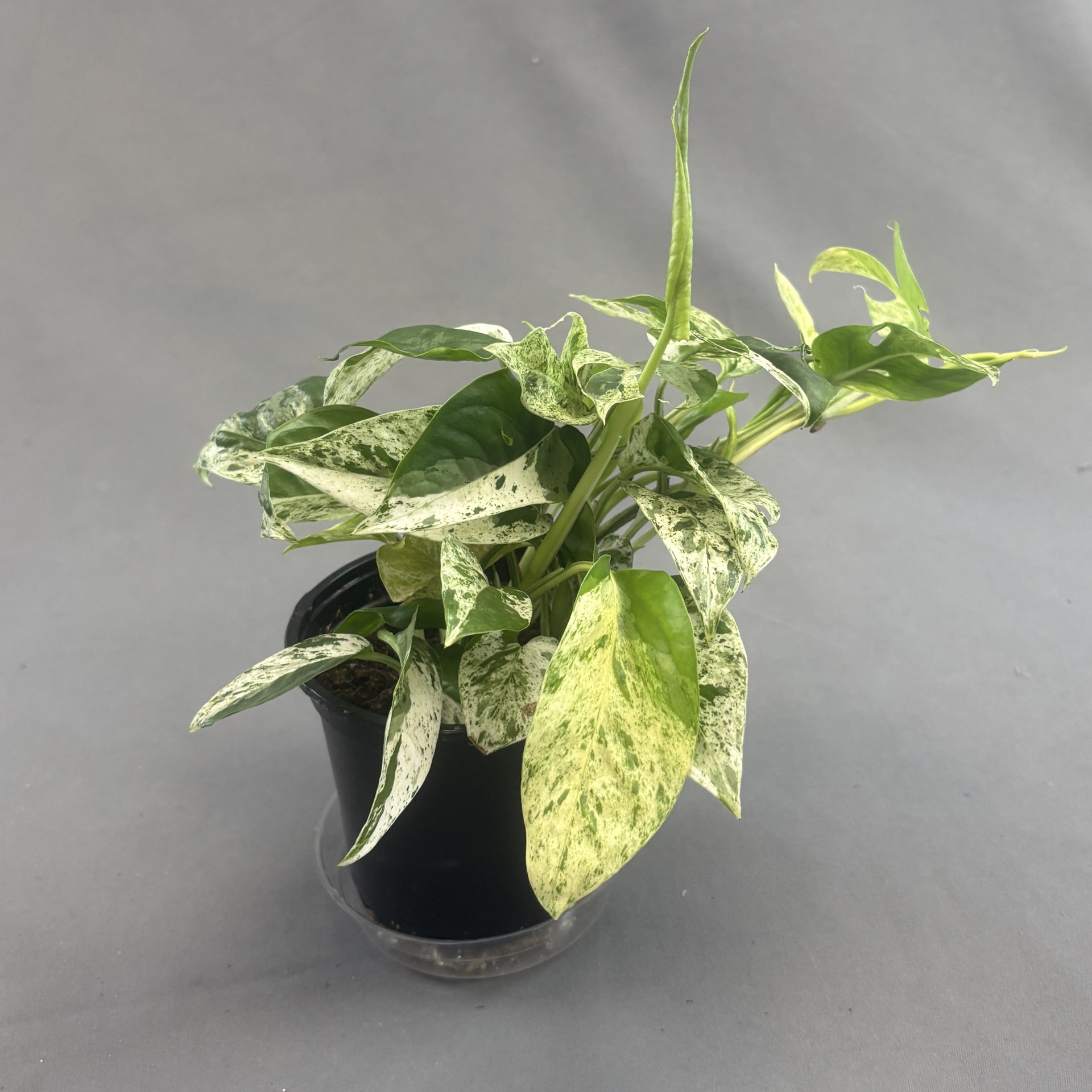 Pothos 'Dragon Tail' – Scott's Nursery Ltd