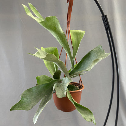 Staghorn Fern