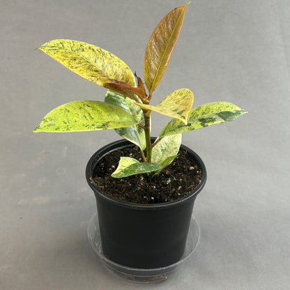 Ficus Shivereana 'Moonshine'