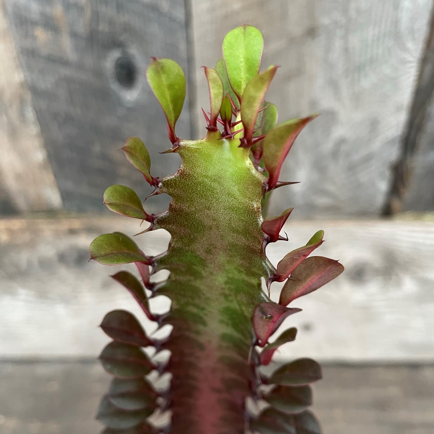 Euphorbia 'African Milk Tree'