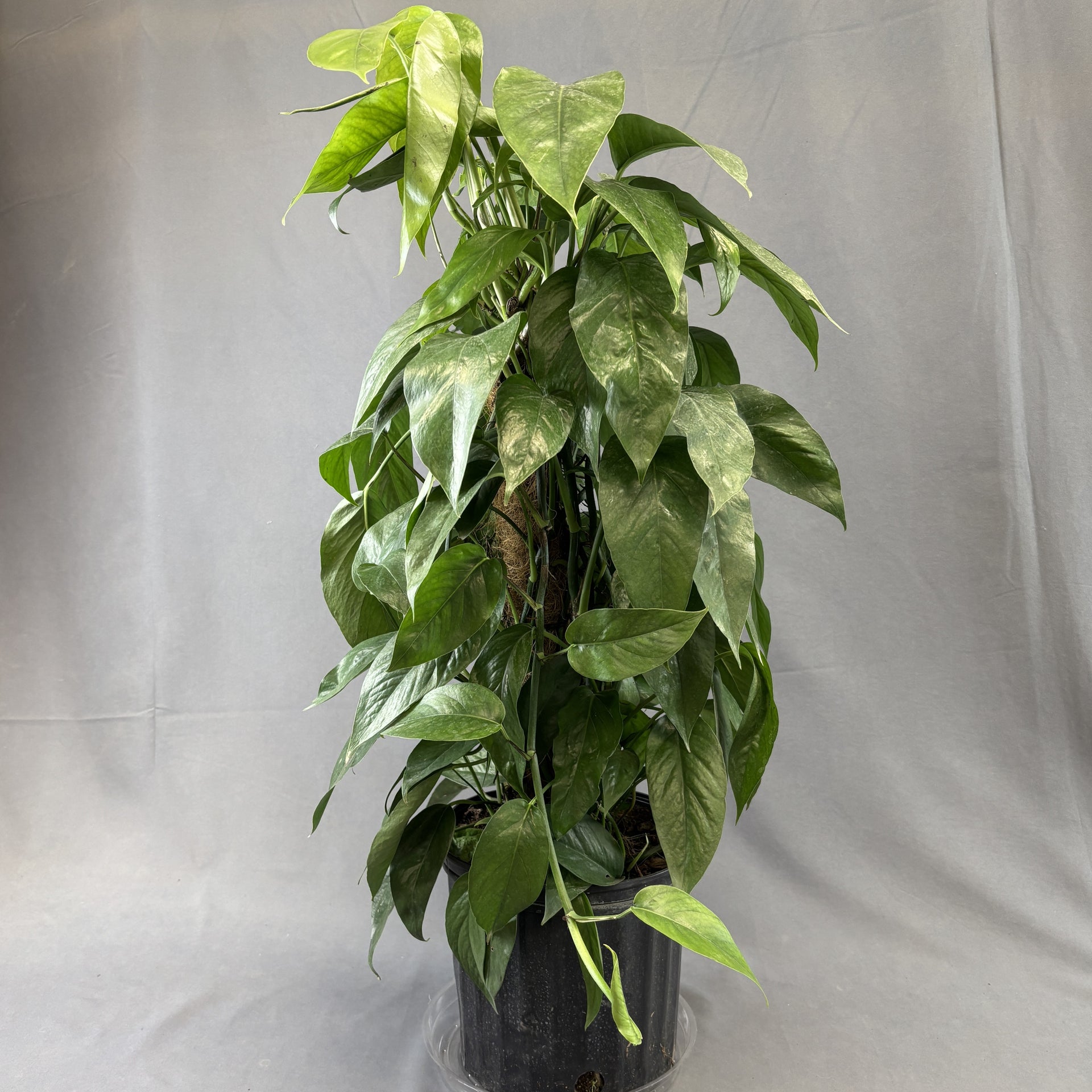 dragon's tail pothos Pothos 'Dragon Tail' – Scott's Nursery Ltd