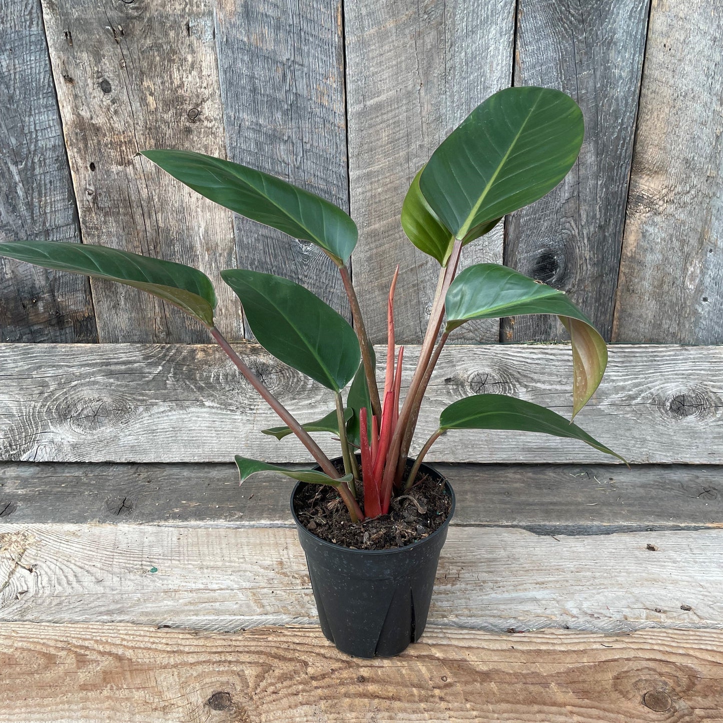Philodendron 'Red Congo'