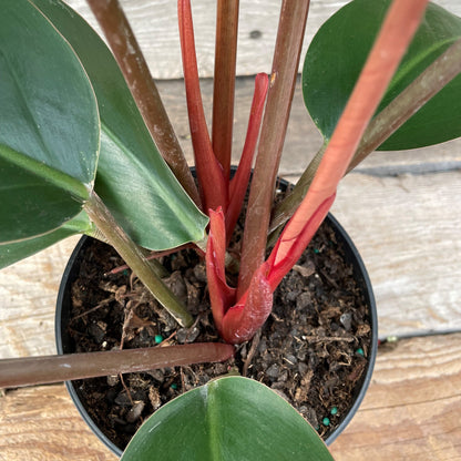 Philodendron 'Red Congo'