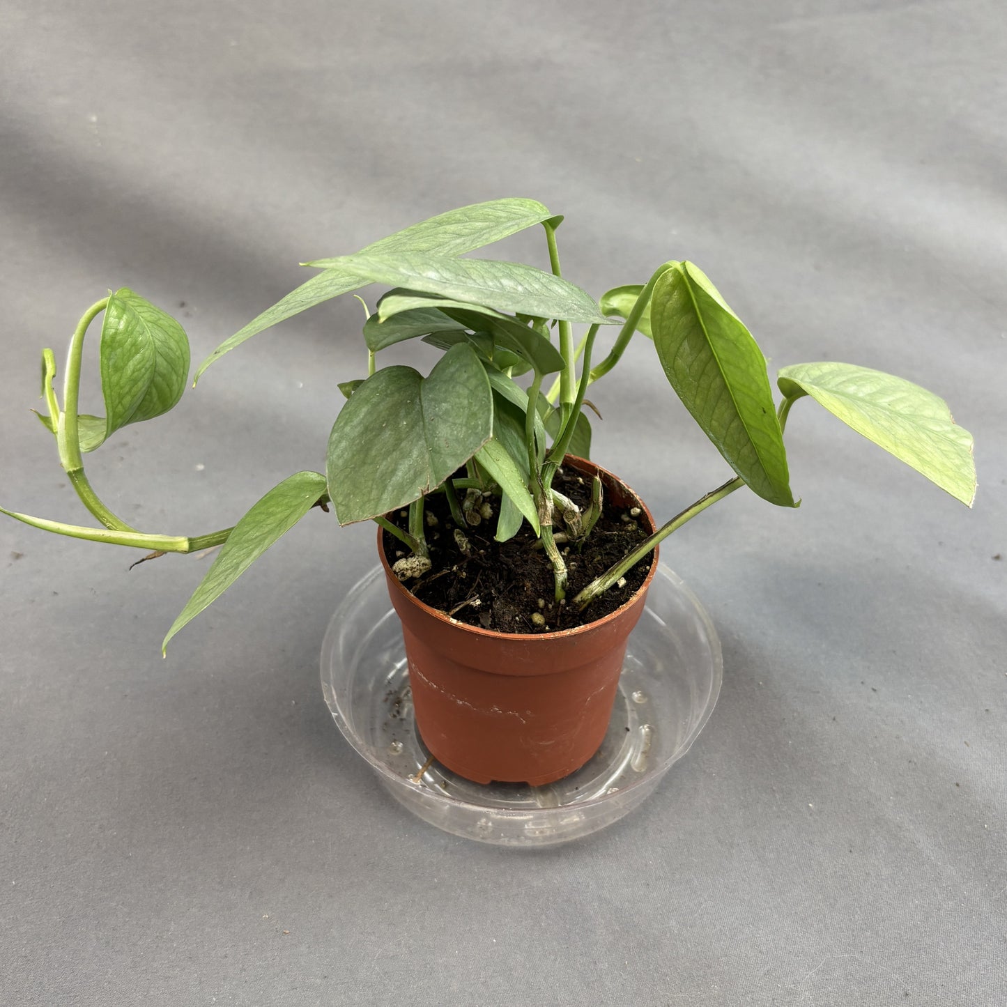 Pothos 'Cebu Blue'
