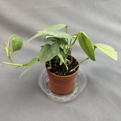 Pothos 'Cebu Blue'