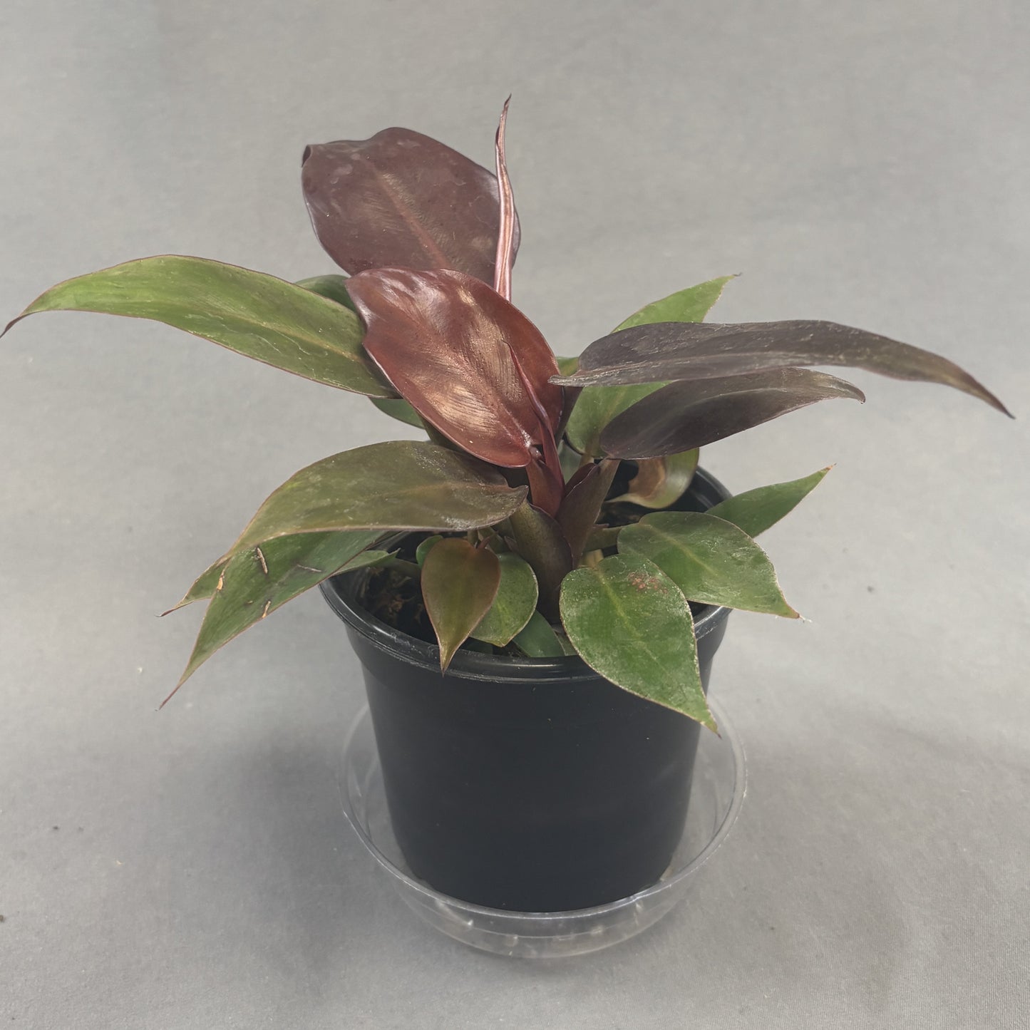 Philodendron 'Red Sun'