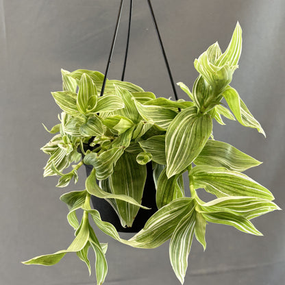Tradescantia 'Sanna'