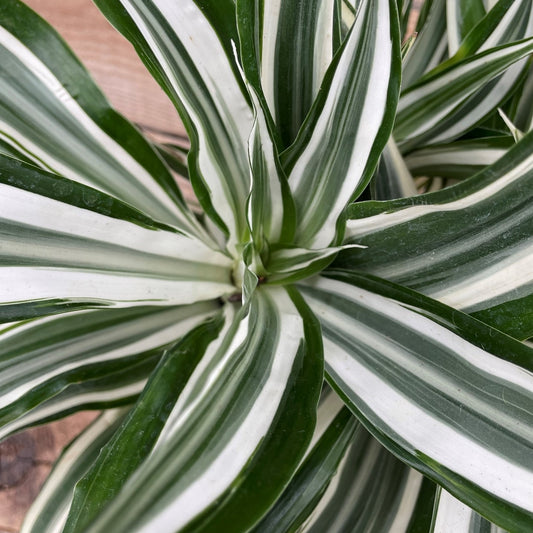 Dracaena 'White'