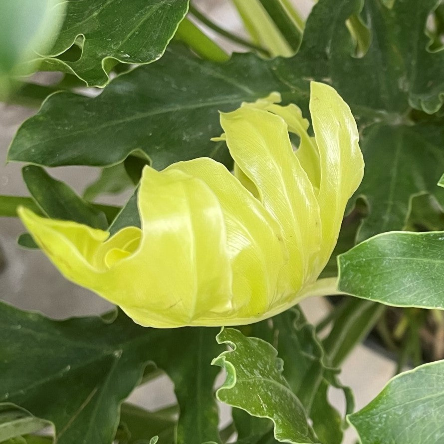 Philodendron 'Lickety Split'