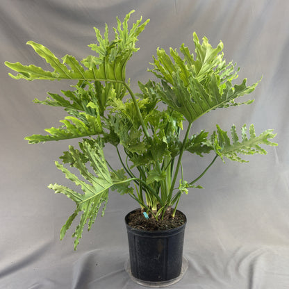 Philodendron 'Lickety Split'