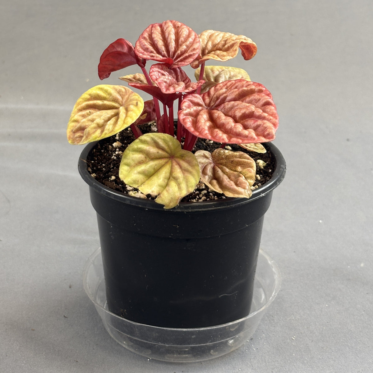 Peperomia 'Quito'