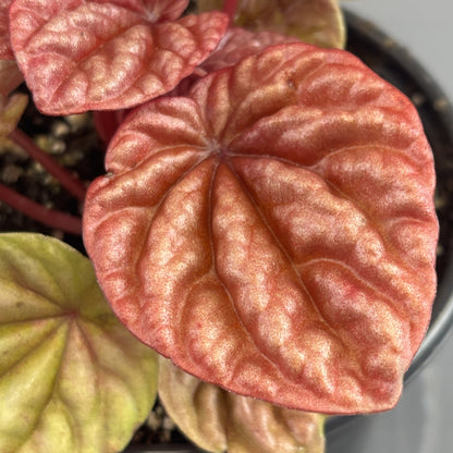 Peperomia 'Quito'