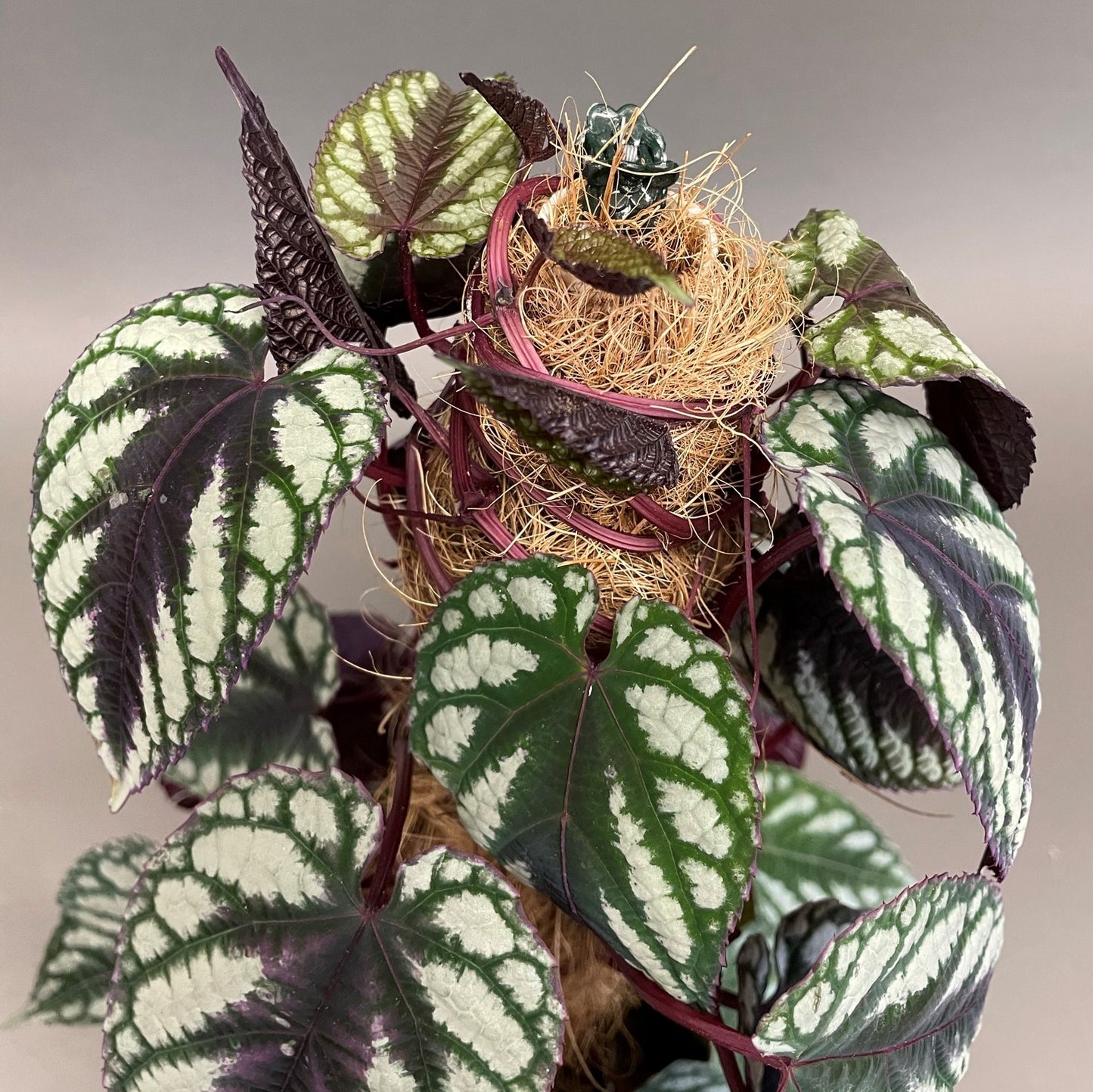 Rex Begonia Vine