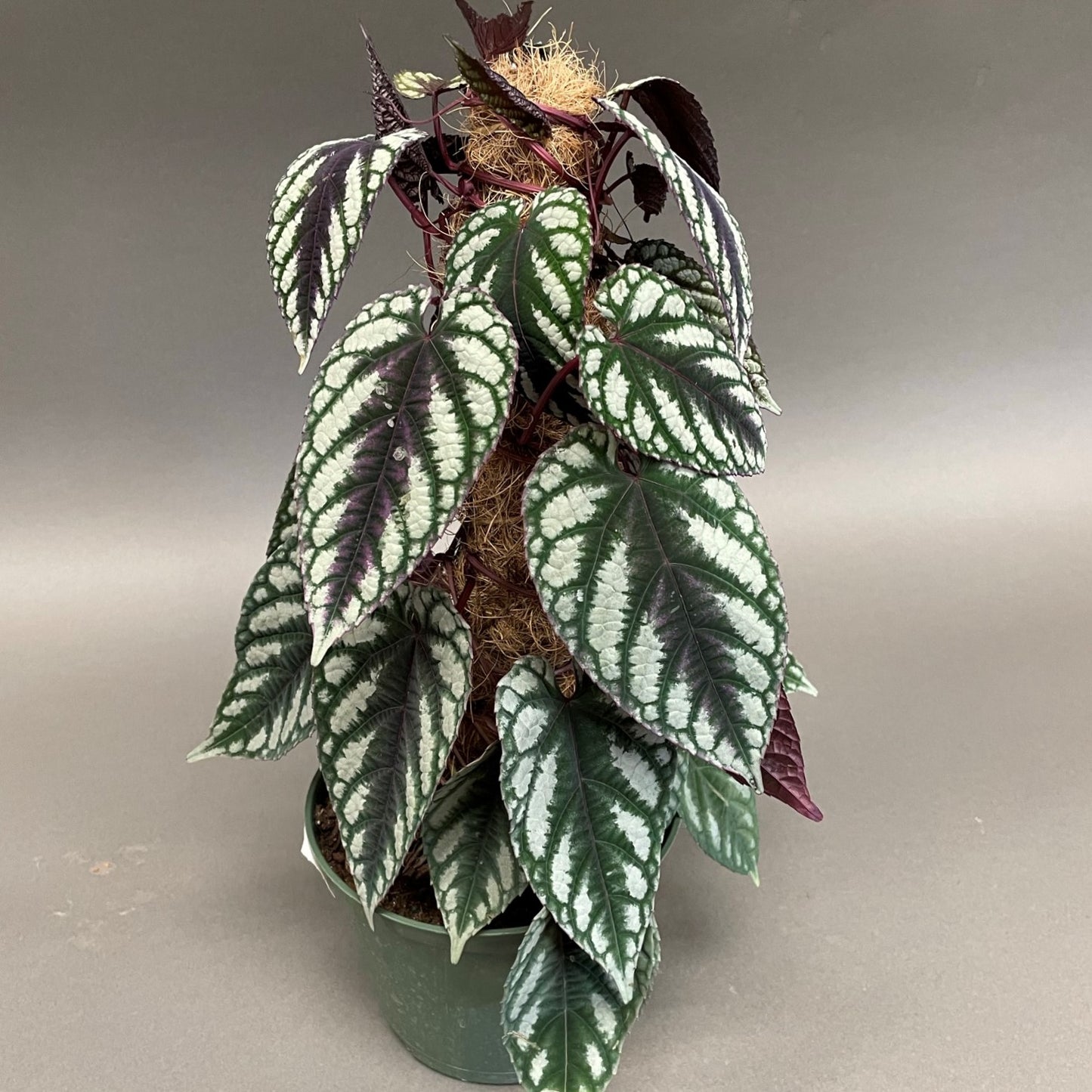 Rex Begonia Vine