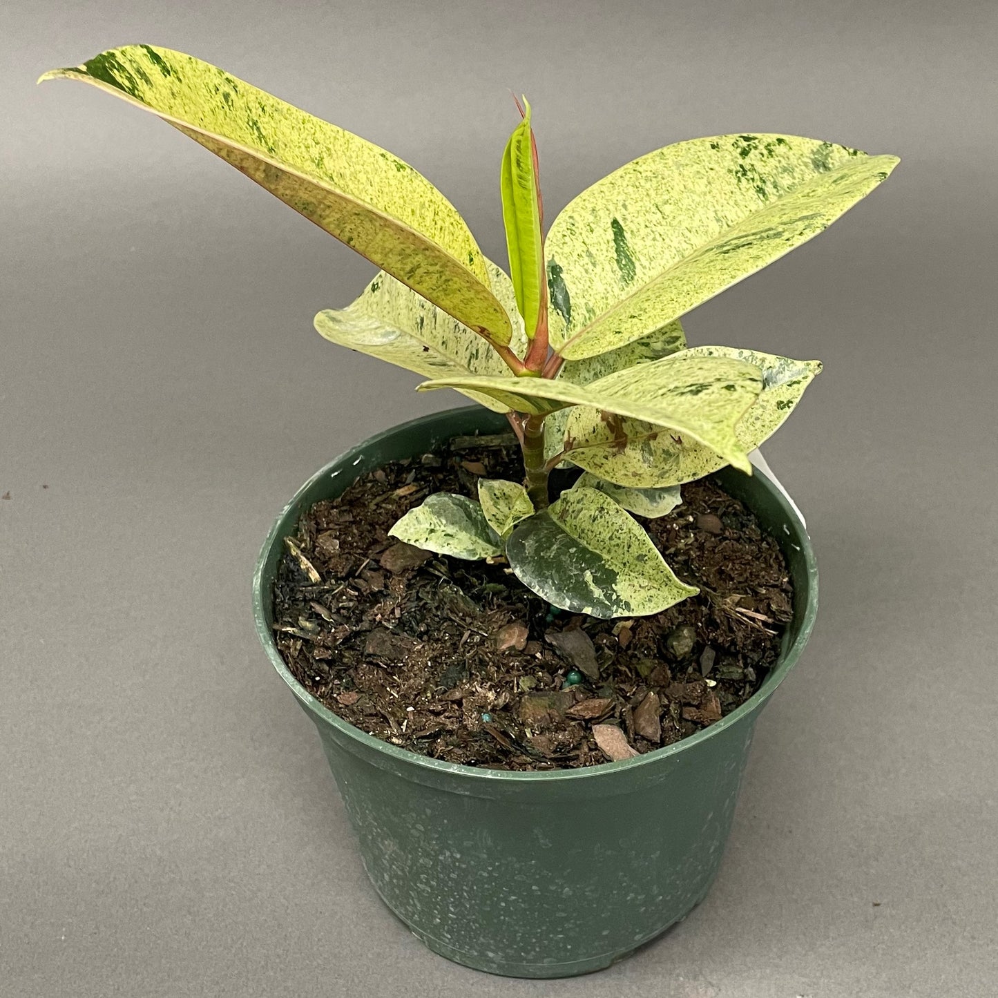 Ficus Shivereana 'Moonshine'