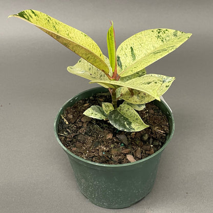 Ficus Shivereana 'Moonshine'