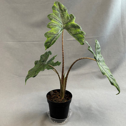 Alocasia 'Jacklyn'