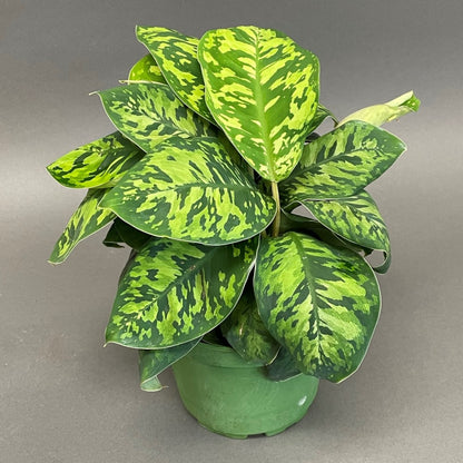 Homalomena 'Camouflage'
