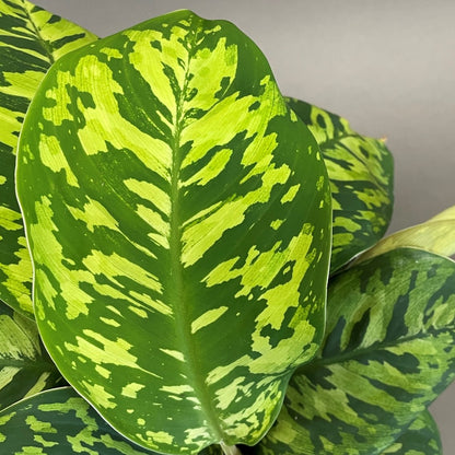 Homalomena 'Camouflage'
