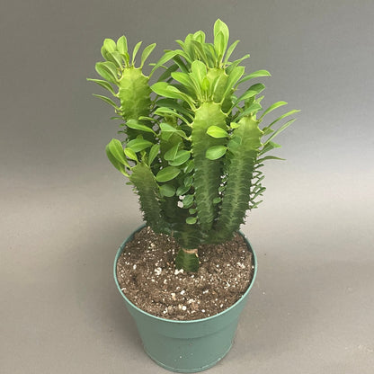 Euphorbia 'African Milk Tree'