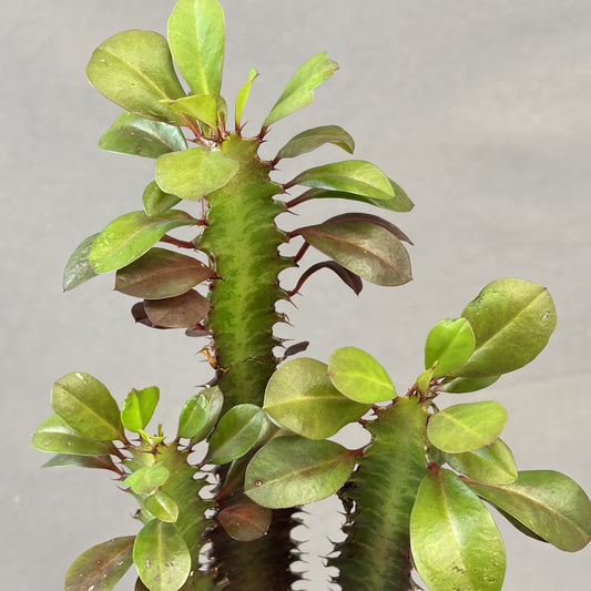 Euphorbia 'Trigona'