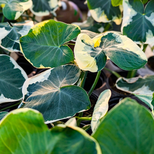 Alocasia 'Mickey Mouse'