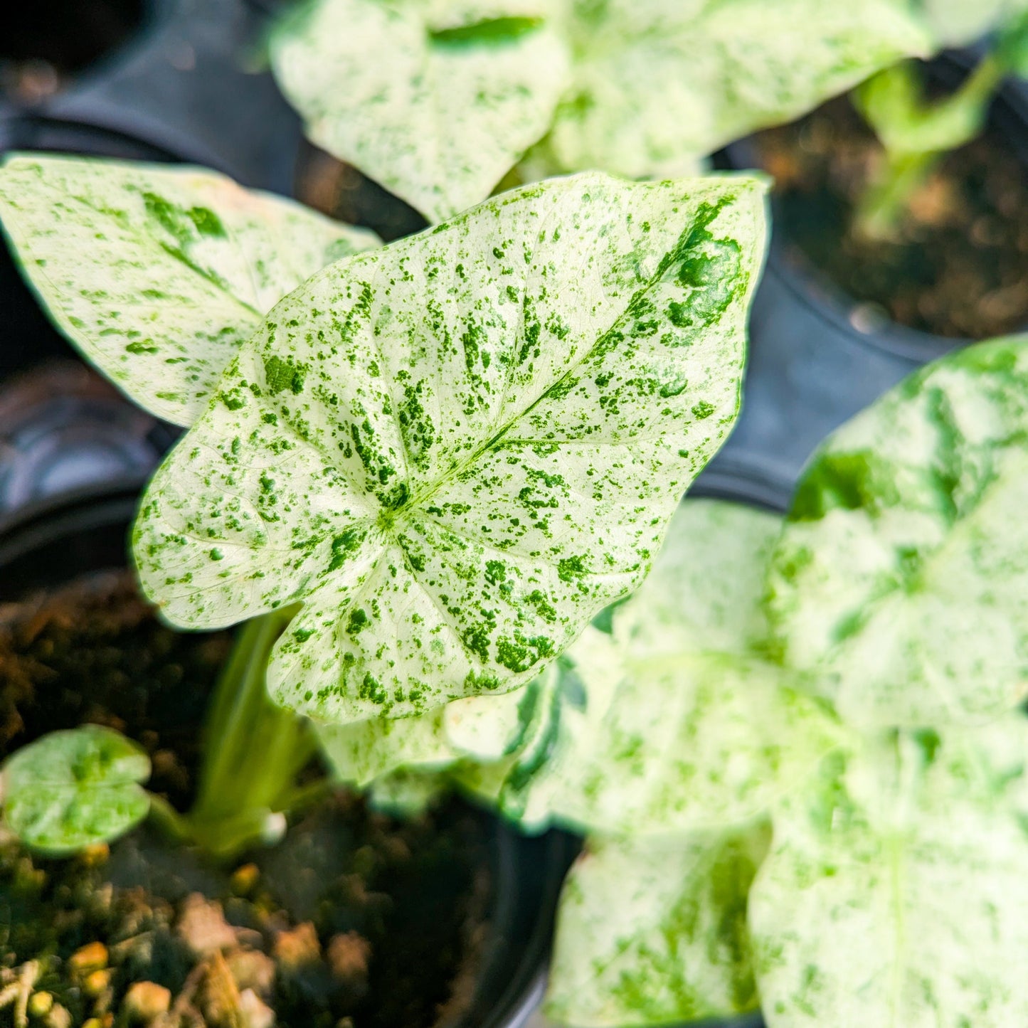 Alocasia Macrorrhiza