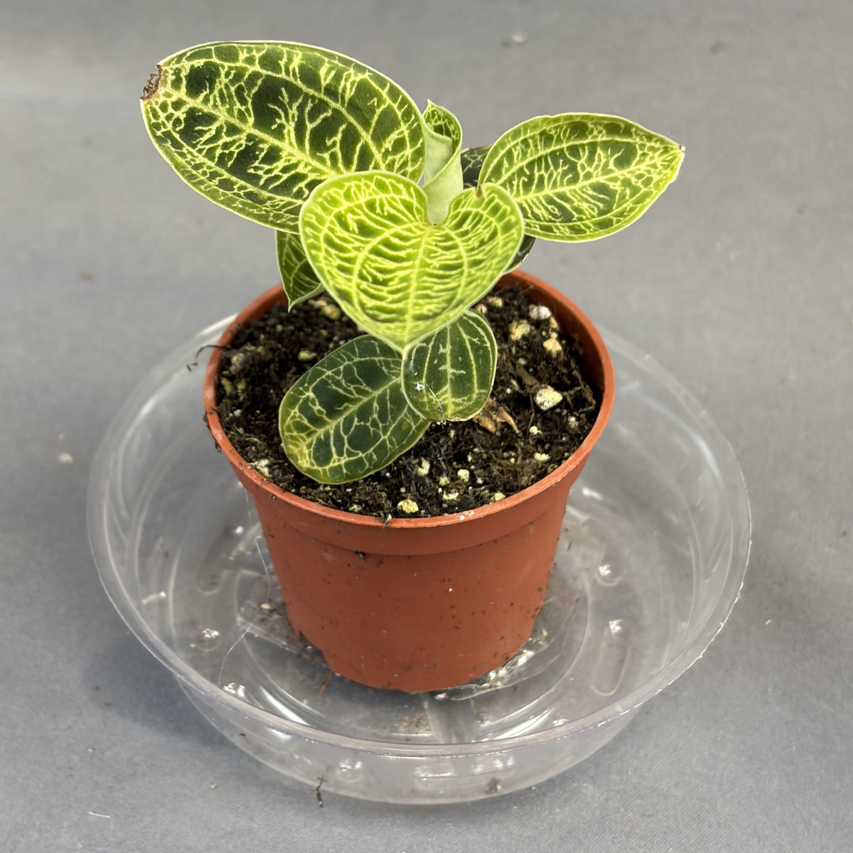Macodes petola (Jewel Orchid)