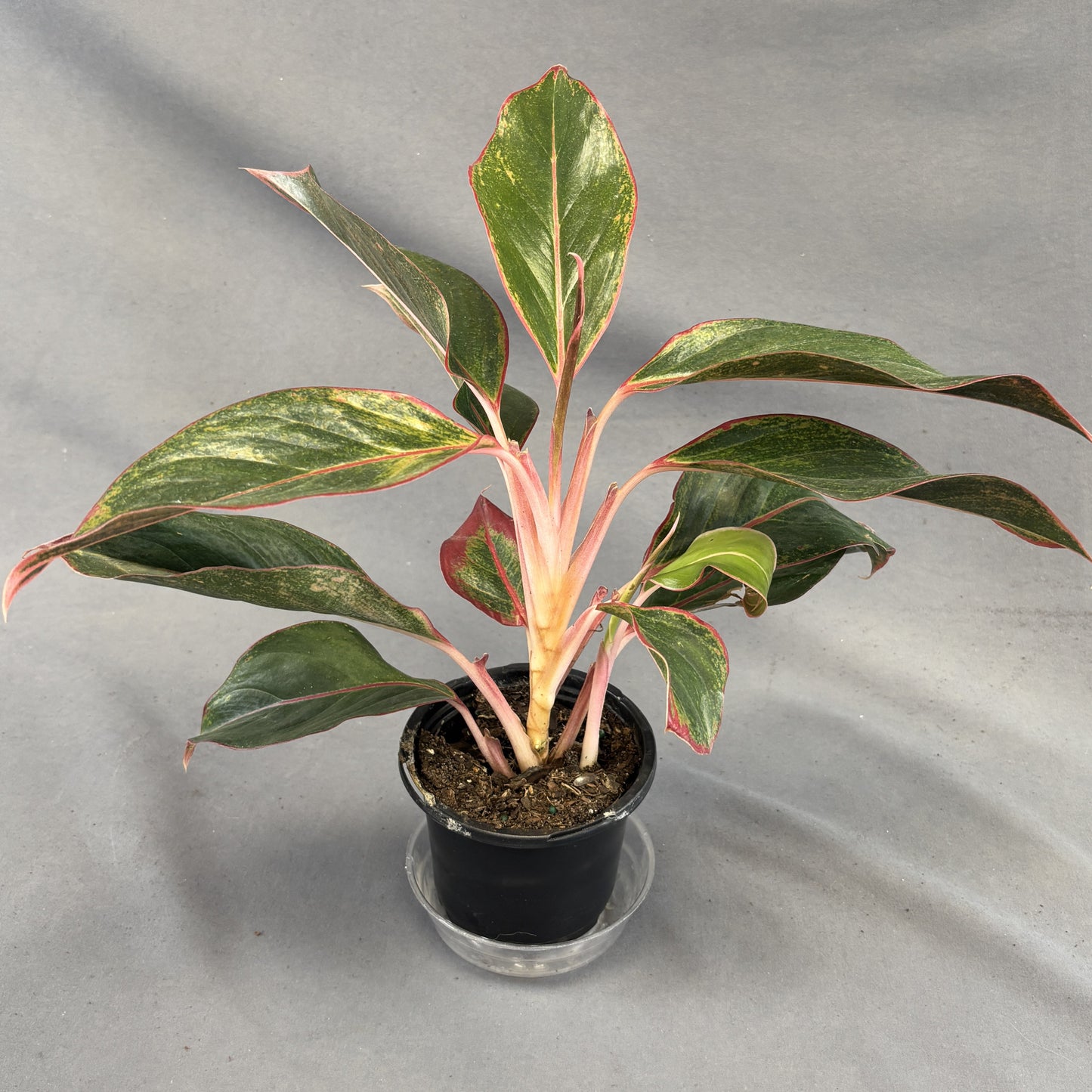 Aglaonema 'Siam Red'