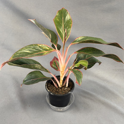 Aglaonema 'Siam Red'