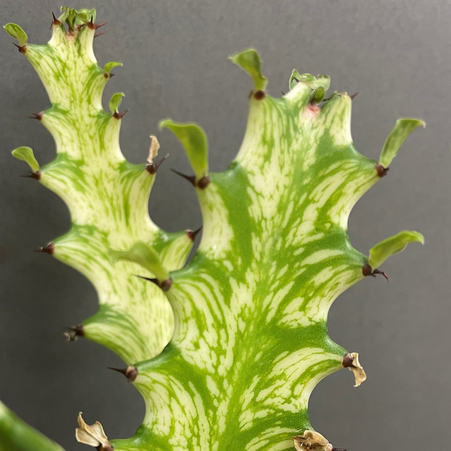 Euphorbia 'African Milk Tree'