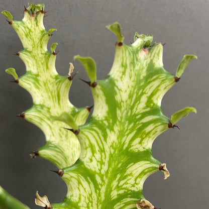 Euphorbia 'African Milk Tree'