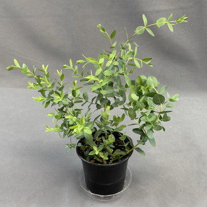 Eucalyptus
