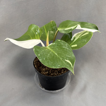 Philodendron 'White Knight'