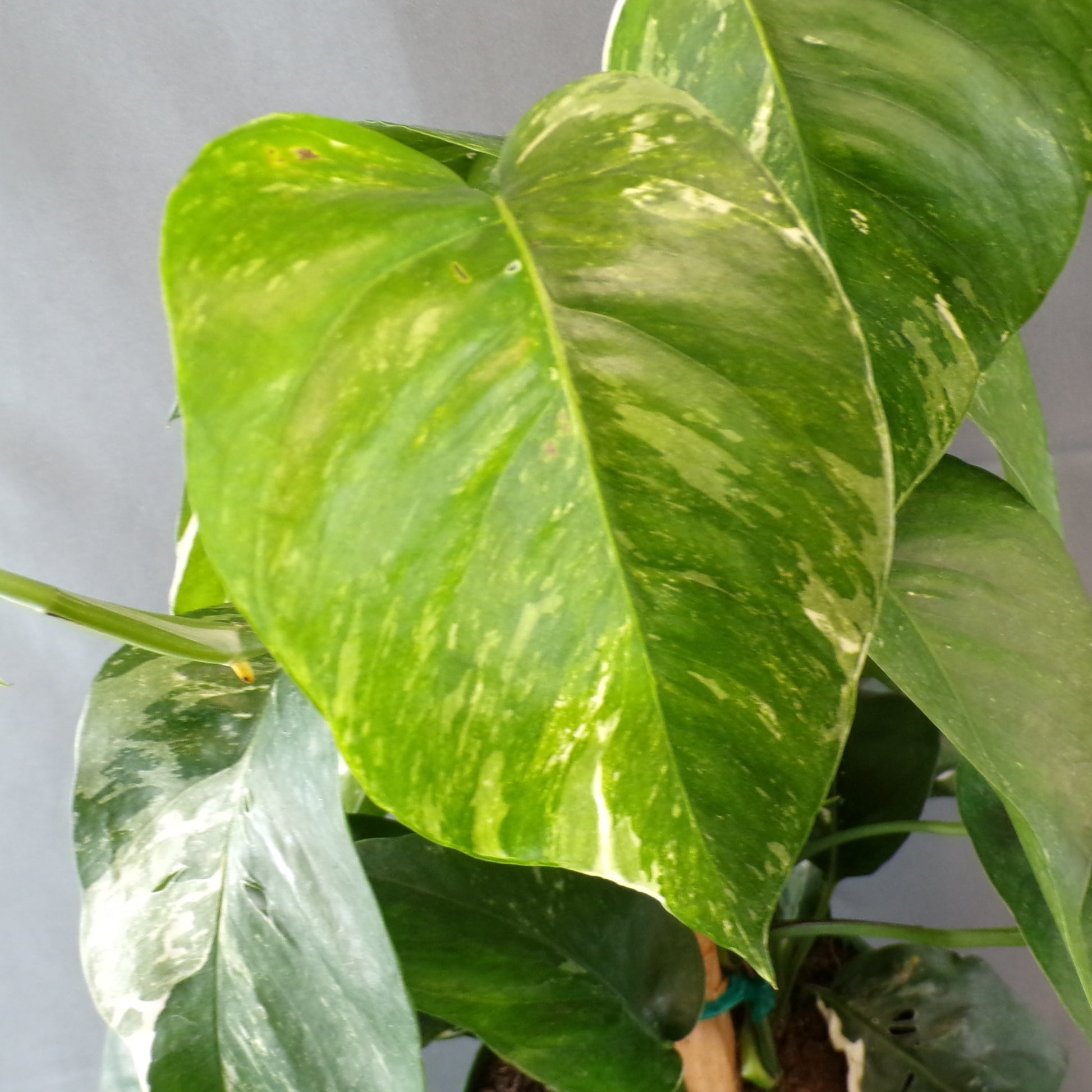 dragon's tail pothos Pothos 'Dragon Tail' – Scott's Nursery Ltd