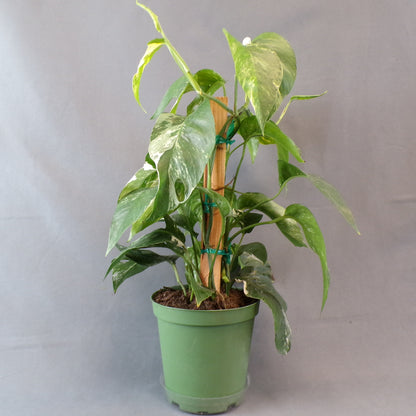 Pothos 'Dragon Tail'