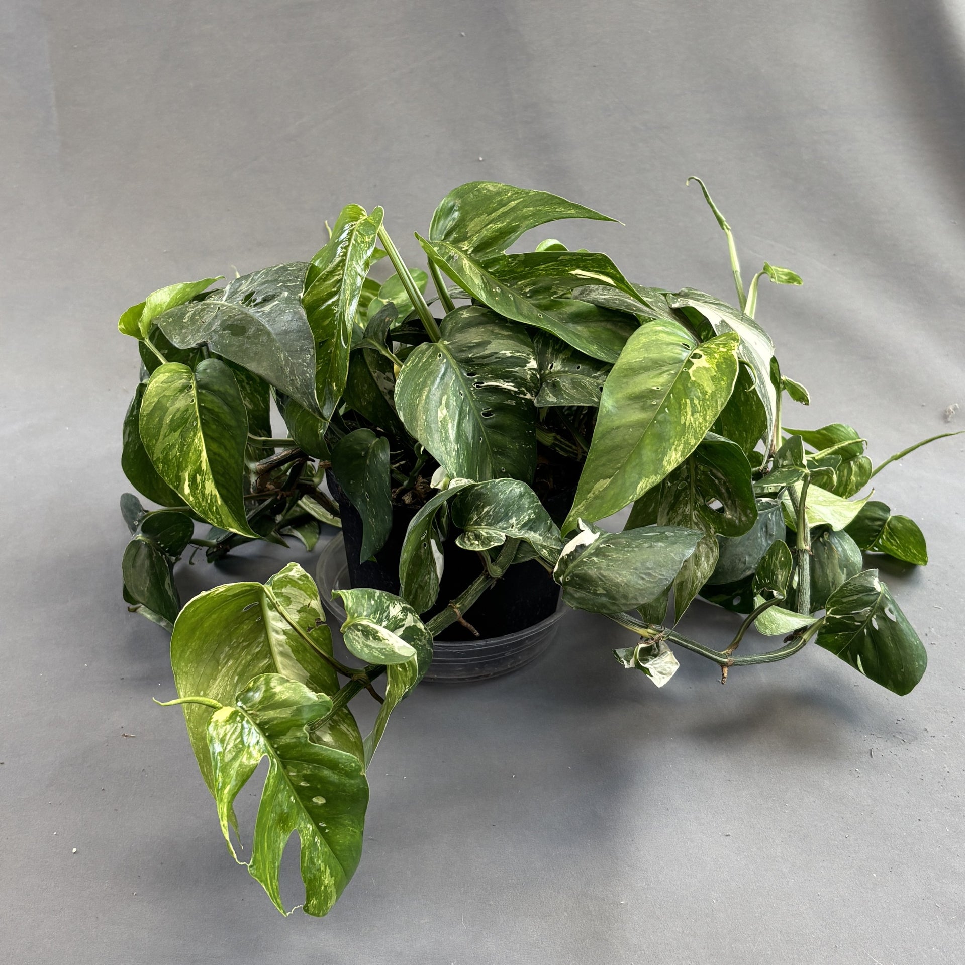 talee pothos Pothos 'Dragon Tail' – Scott's Nursery Ltd