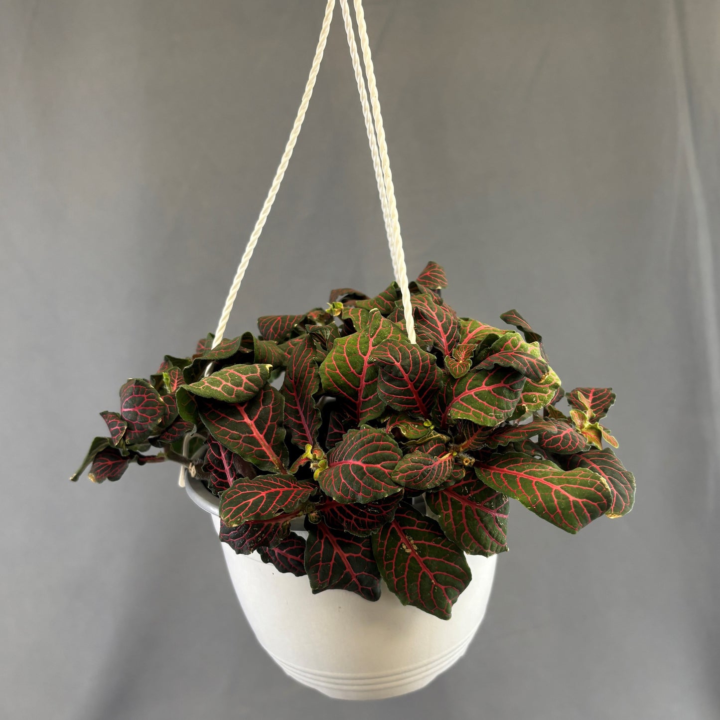 Fittonia albivenis