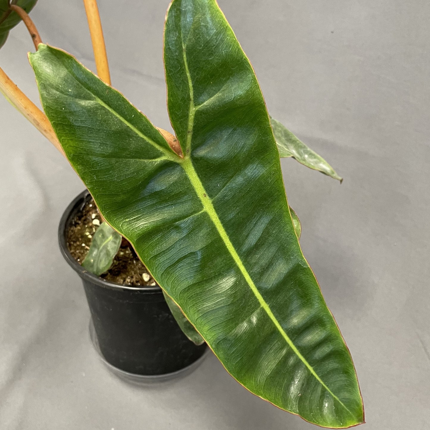 Philodendron 'Billietiae'