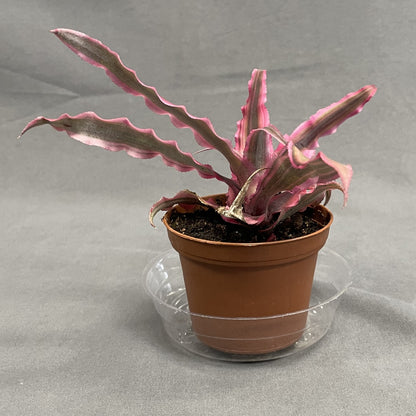 Cryptanthus (Earth Stars)