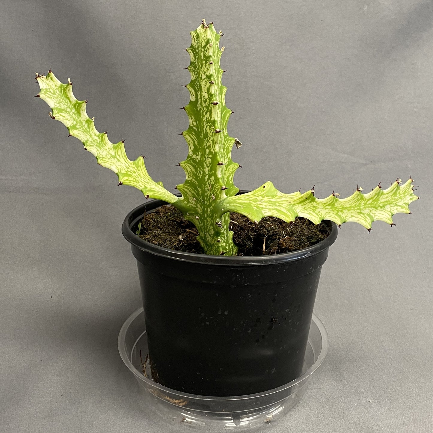 Euphorbia 'African Milk Tree'