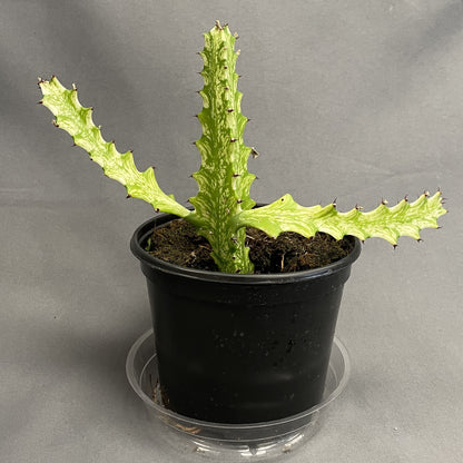 Euphorbia 'African Milk Tree'