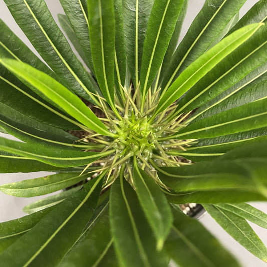 Madagascar Palm