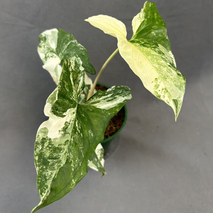 Arrowhead 'Albo' Variegata
